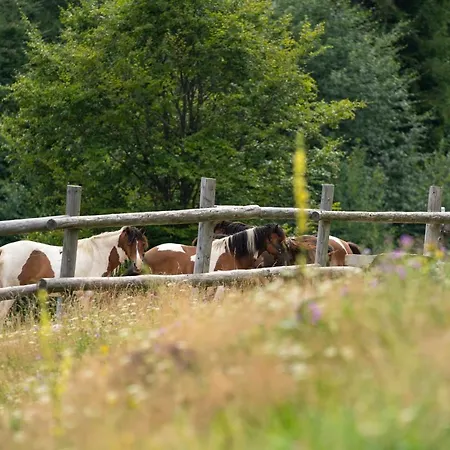 Gorna Mountains - Stable * Ochotnica Górna